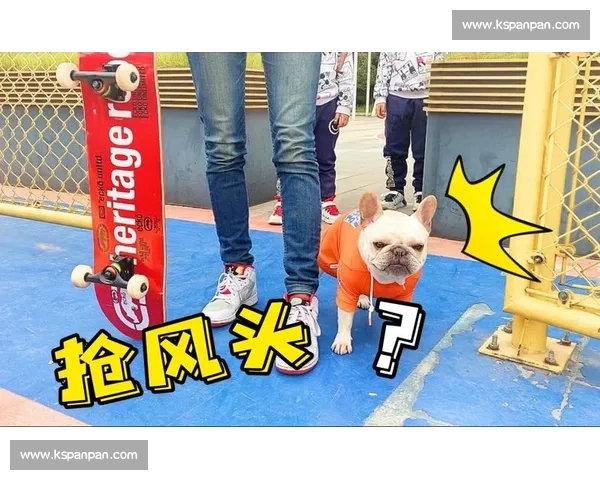 法斗滑板宽窄巷！成都萌宠又添新网红打卡地