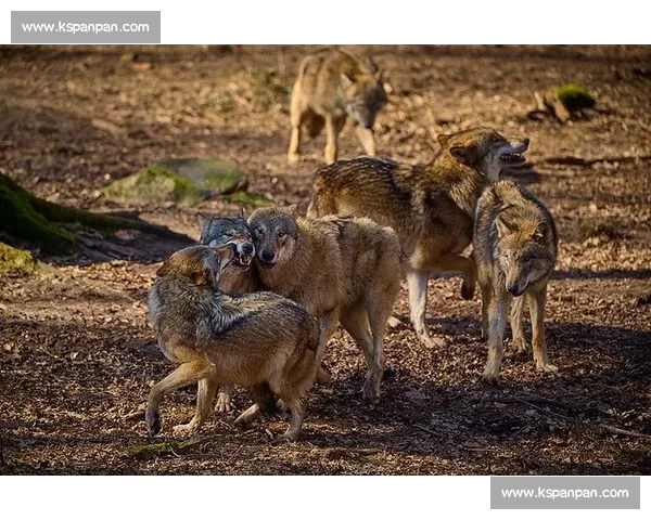 群狼逆袭多伦多：VCT CN 赛区的崛起之路